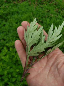 自家製野草茶　よもぎ　　各16ｇ×4袋