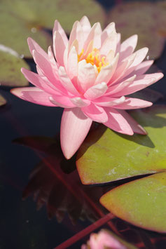 Nymphaea Sunny Pink 23€ frais de ports offerts dès 40€ d'achats en France métropolitaine