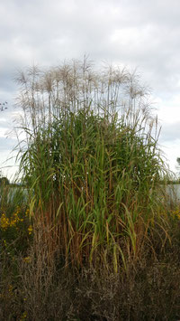 Miscanthus giganteus (géant) ou herbe aux (à) éléphants 4€ frais de ports offerts dès 40€ d'achats en France métropolitain