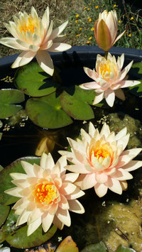 Nymphaea Patio Joe 24€ frais de ports offerts dès 40€ d'achats en France métropolitaine