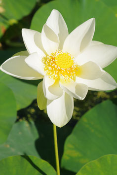 Nelumbo Polaris (Mini lotus) 22€ frais de ports offerts dès 40€ d'achats en France métropolitaine