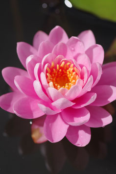 Nymphaea Pink Peony 24€ frais de ports offerts dès 40€ d'achats en France métropolitaine