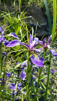 Iris versicolor ou Iris versicolore 4€ frais de ports offerts dès 40€ d'achats en France métropolitain