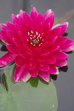 Nymphaea Reine du Bal (Florian Henaux) 85€ frais de ports offerts dès 40€ d'achats en France métropolitaine