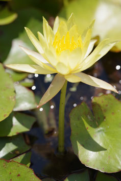 Nymphaea Mexicana 20€ frais de ports offerts dès 40€ d'achats en France métropolitaine