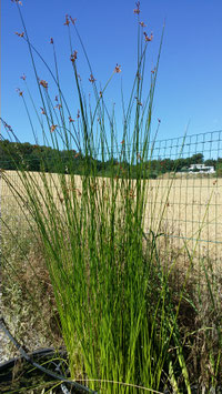 Scirpus ou Shoenoplectus lacustris tabernaemontani zebrinus ou jonc des chaisiers zébré 4€ frais de ports offerts dès 40€ d'achats en France métropolitain