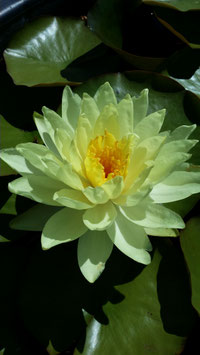 Nymphaea Yellow Sensation 23€ frais de ports offerts dès 40€ d'achats en France métropolitaine