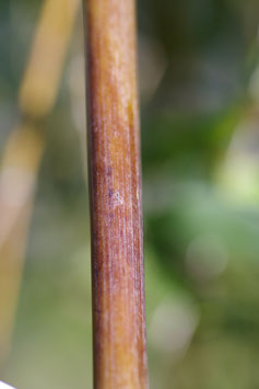 Phyllostachys Nigra Megurochiku 120 à 150cm 45€ (en stock : vente et/ou expédition uniquement sur devis au 06 82 84 00 25)