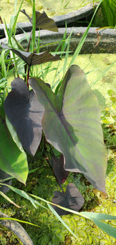 Colocasia Esculenta Burgundy Stem ou oreille d'éléphant ou Taro Chou-Chine 10€ frais de ports offerts dès 40€ d'achats en France métropolitain