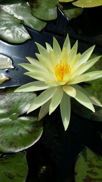 Nymphaea Sulphurea Okeechobee 25€ frais de ports offerts dès 40€ d'achats en France métropolitaine