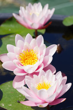 Nymphaea Blanc carné 18€ frais de ports offerts dès 40€ d'achats en France métropolitaine