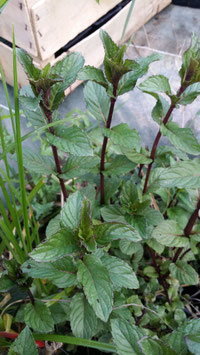 Menthe d'eau ou aquatique Mentha aquatica 3€ frais de ports offerts dès 40€ d'achats en France métropolitain