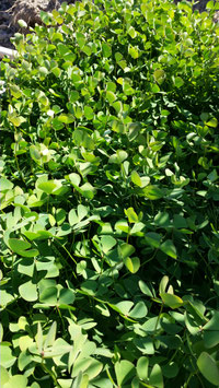 Marsilea quadrifolia Marsilée à quatre feuilles Fougère d'eau à 4 feuilles 4€ frais de ports offerts dès 40€ d'achats en France métropolitain