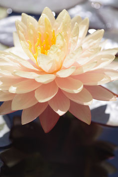 Nymphaea Demoiselle (Florian Henaux) 35€ frais de ports offerts dès 40€ d'achats en France métropolitaine