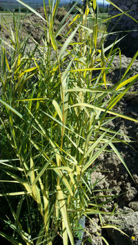 Phragmites australis communis variegata yellow ou roseau commun panaché 4€ frais de ports offerts dès 40€ d'achats en France métropolitain