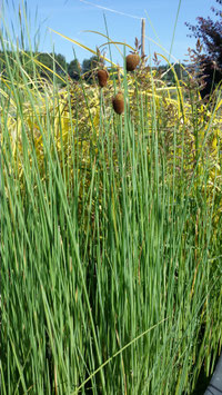 Typha Minima ou (petite) massette naine (grêle) ou roseau nain ou jonc miniature 4€ frais de ports offerts dès 40€ d'achats en France métropolitain