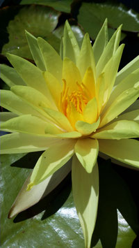 Nymphaea Etincelle (Florian Henaux) 45€ frais de ports offerts dès 40€ d'achats en France métropolitaine