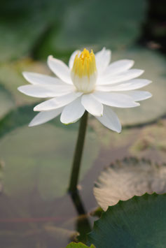 Nymphaea Lotus ou Lotus tigré (nocturne) 38€ frais de ports offerts dès 40€ d'achats en France métropolitaine