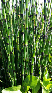 Equisetum Hyemale ou Prêle d'hiver ou de l'Himalaya ou du Canada ou géante 5€ frais de ports offerts dès 40€ d'achats en France métropolitain
