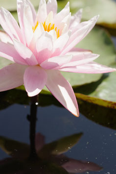 Nymphaea Shelly Pink (Florian Henaux) 39€ frais de ports offerts dès 40€ d'achats en France métropolitaine
