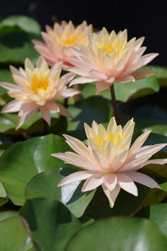 Nymphaea Siam Sunset 39€ frais de ports offerts dès 40€ d'achats en France métropolitaine