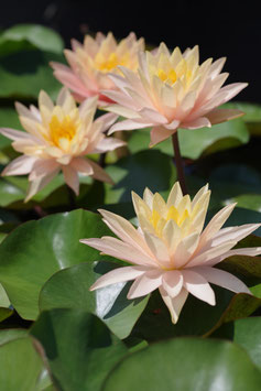 Nymphaea Siam Sunset 45€ frais de ports offerts dès 40€ d'achats en France métropolitaine