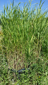 Phragmites australis ou roseau commun ou roseau à balais ou sagne 3€ frais de ports offerts dès 40€ d'achats en France métropolitain