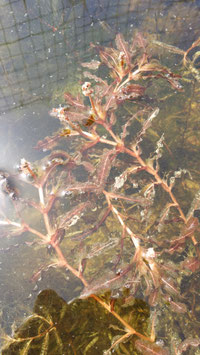 Potamogeton crispus (potamot frisé ou à feuilles crépues) 4€ frais de ports offerts dès 40€ d'achats en France métropolitaine