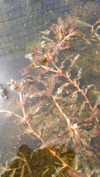 Potamogeton crispus (potamot frisé ou à feuilles crépues) 4€ frais de ports offerts dès 40€ d'achats en France métropolitaine