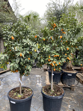 Kumquat Stamm H150/160cm mit Früchten oder Blüten