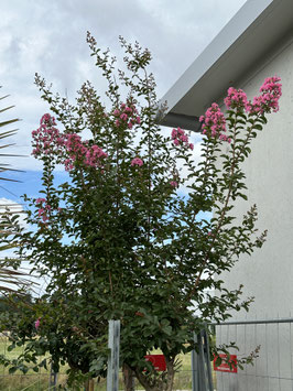 Lagerstroemia indica Buschform
