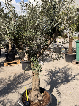Olivenbaum Olea europea "tronco liso joven" H180/200cm