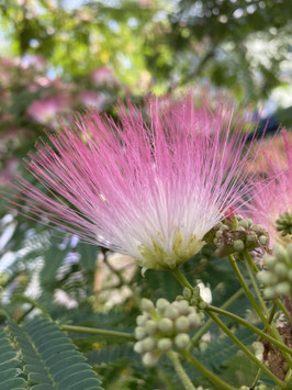 Albizia julibrissin "ombrella" H250/270 STU8/10
