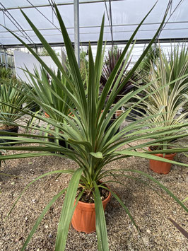 Cordyline australis Keulenlilie Halbstamm