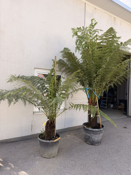 Baumfarn Dicksonia antarctica mit dickem Stamm