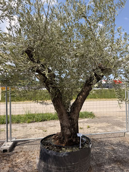 Olivenbaum Nr. 37 im Netz STU150/160 H240+