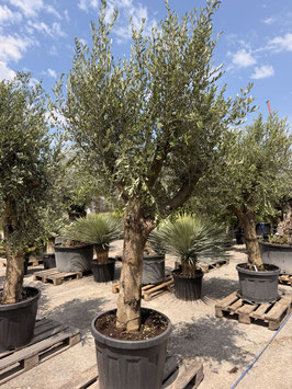 Olivenbaum Olea europea "semi viejo" H220/240+