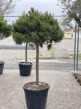 Pinus Nigra Brepo "Zwerg Schwarzkiefer" H150/160cm