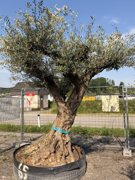 Olivenbaum "FARGA" Nr. 65 im Netz ca. 350-400 Jahre alt