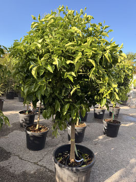Mandarinen Citrus reticulata Höhe ca. 160/180cm