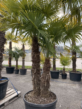 Hanfpalme "Toskana" Trachycarpus fortunei 2-3 Stämme