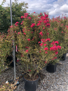 Lagerstroemia indica Buschform