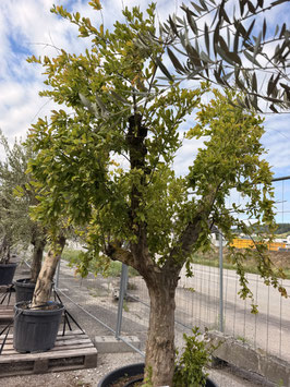 Punica granatum  240+cm