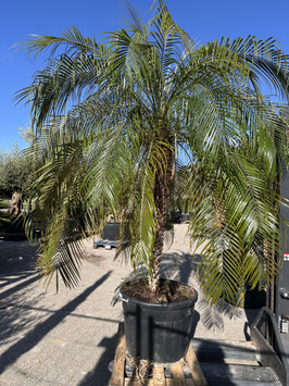 Phoenix roebelenii Zwergdattelpalme