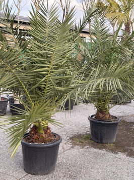 Phoenix canariensis
