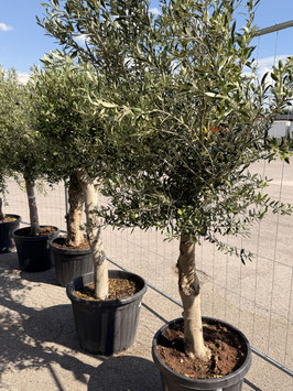 Olivenbaum Olea europea "tronco liso joven" H180/200cm