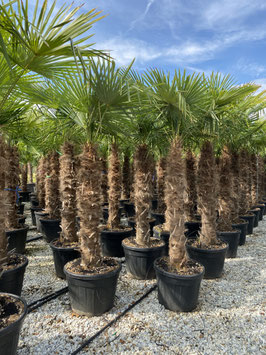 Hanfpalme Toskana, Trachycarpus fortunei