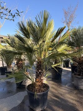 Zwergpalme mehrstämmige Chamaerops humilis "Gruppe"  H140/160