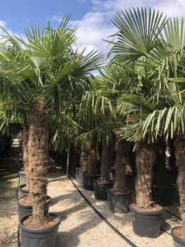 Hanfpalme Toskana, Trachycarpus fortunei