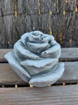 rose (medium)